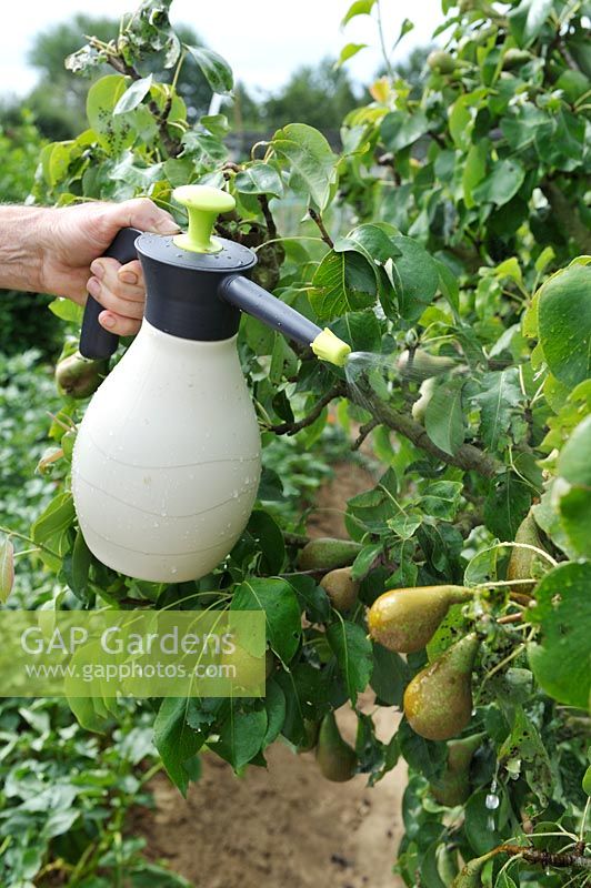 Spraying Horsetail mixture on Pear tree against rust