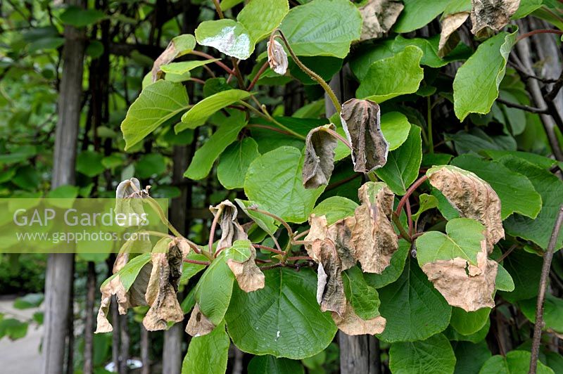 Actinidia 'Hayward' foliage damaged by frost in late spring