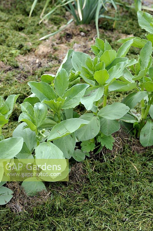 Vicia faba - Broad Bean 'Aguadulce' with grass clippings as a mulch