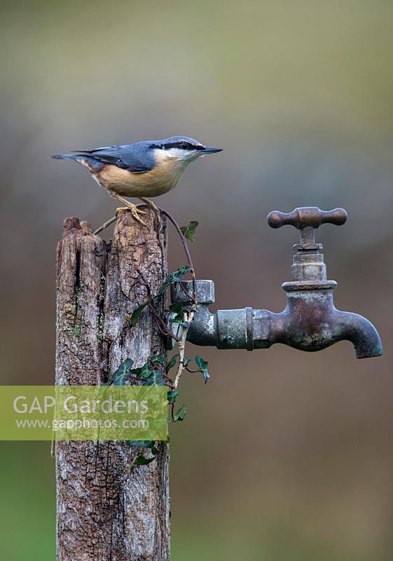 Nuthatch - Sitta europaea on garden tap