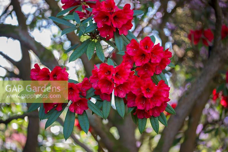 Rhododendron 'Matador'