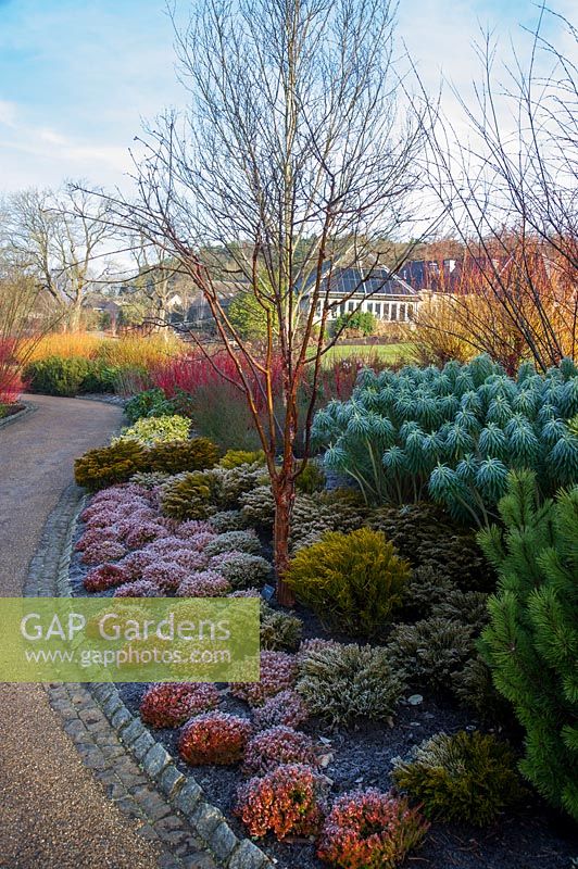 Frost covered Heathers on the winter walk. RHS Garden Harlow Carr