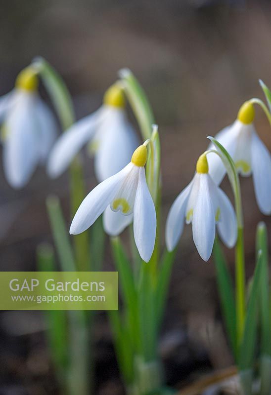 Galanthus nivalis sandersii 'Woodpeckers'