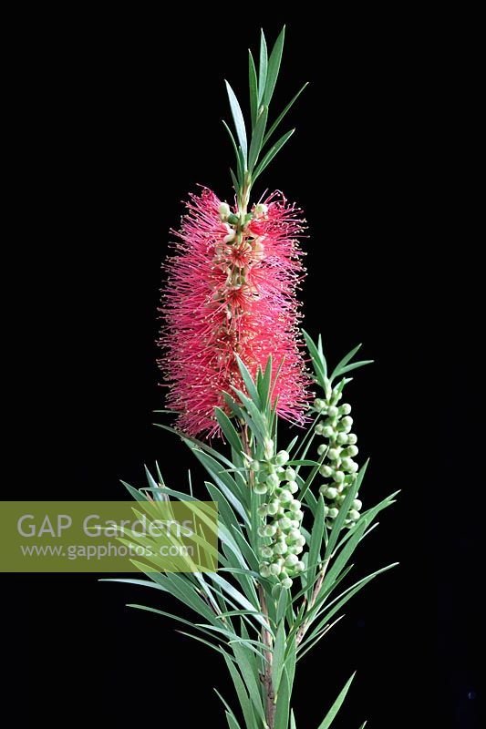 Callistemon linearis, Narrow leaved Bottlebrush Close view of red spiked flower and tightly closed buds set against a darkened background with side lighting.  