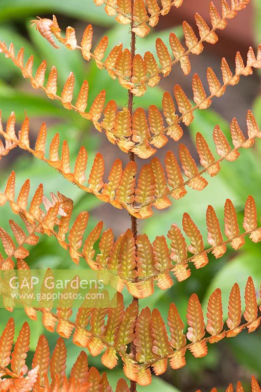 Dryopteris erythrosora - Autumn Fern