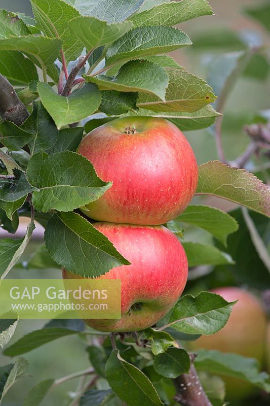 Malus domestica 'Bramley's Seedling'