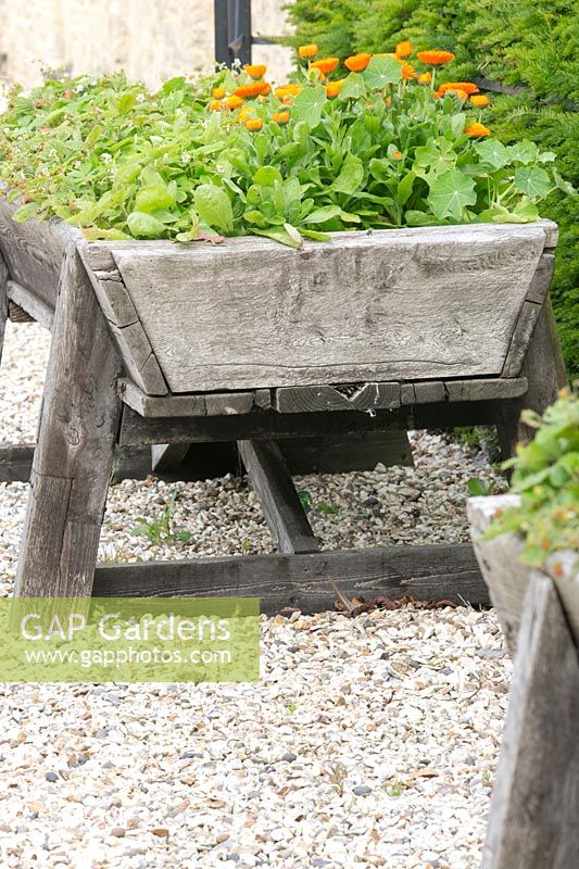 Strawberries and English marigold  in a old  wooden container