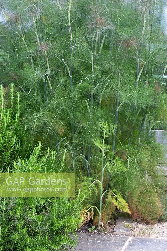 Herb garden with Rosmarinus officinalis and Foeniculum vulgare