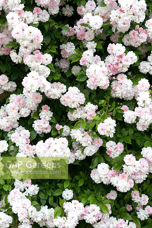 Rosa 'Paul's Himalayan Musk' 