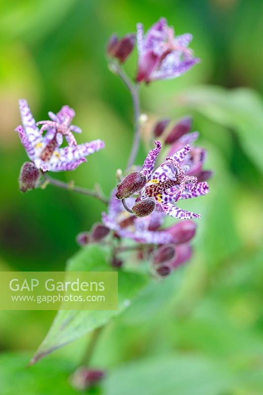 Tricyrtis formosana, October