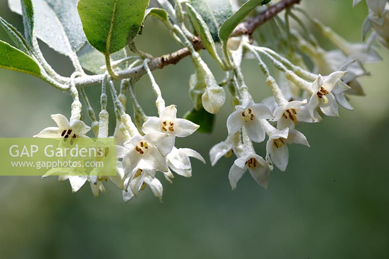 Elaeagnus umbellata ssp. parvifolia - Autumn Olive