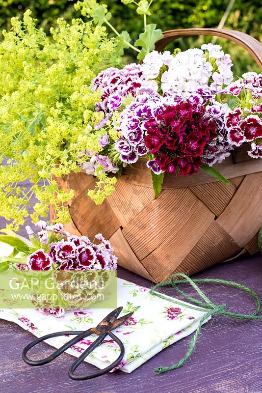 Cut Dianthus barbatus - Sweet Williams in basket, napkin, glass vases and string for making table decorations
