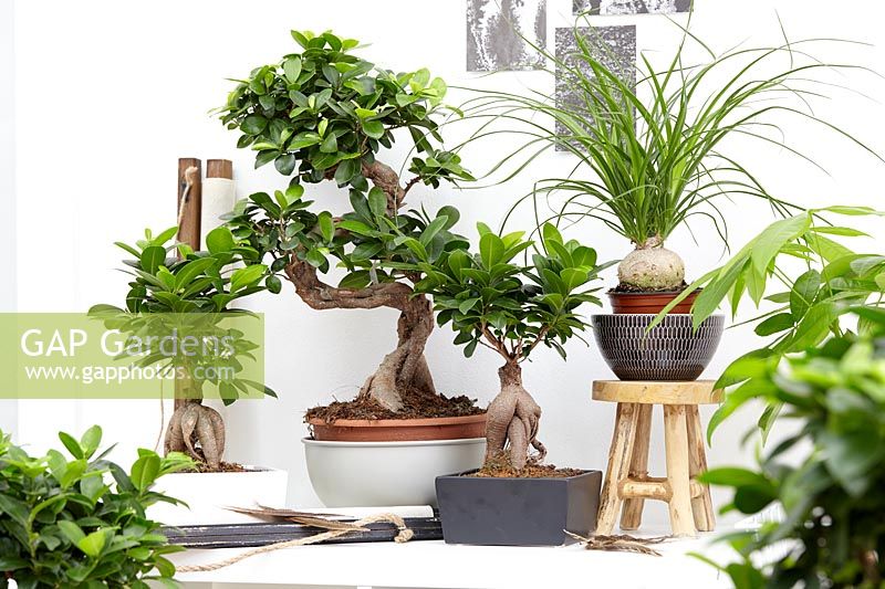 Ficus 'Ginseng' and Beaucarnea recurvata in indoor display