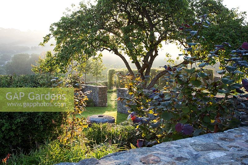 View over a drystone boundary wall, with sunrise through an old apple tree in a country garden with countryside views beyond, Corylus avellana 'Red Zellernus' Red Filbert 