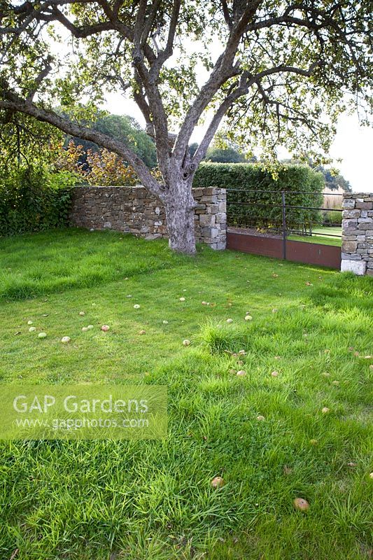 Rusty iron gate, drystone boundary wall, old apple tree with windfall apples in a country garden