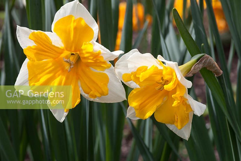 Narcissus 'Orangery'