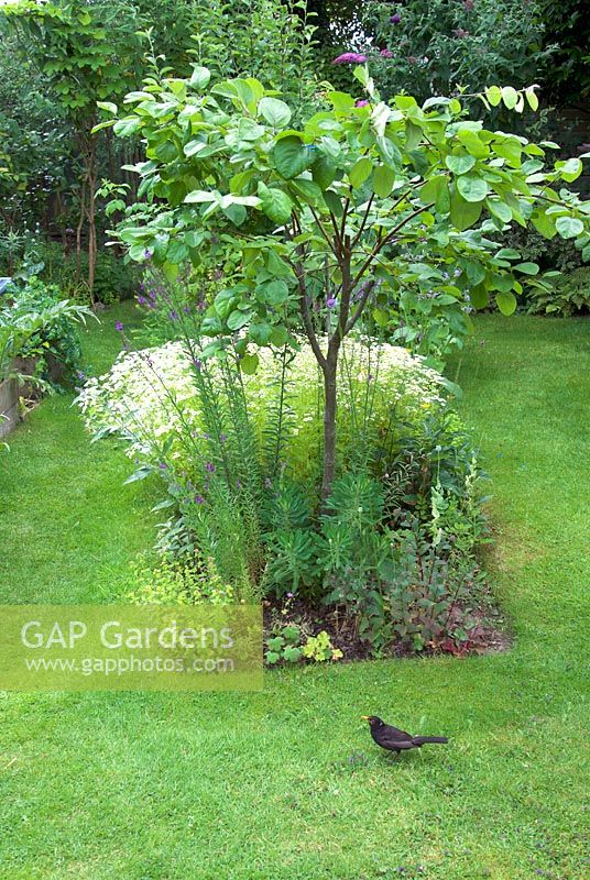 Young quince tree in island bed with blackbird on lawn and white flowers