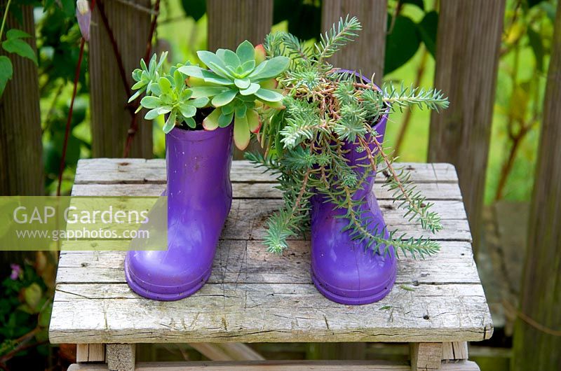 Succulent plants in chllds' purple wellingtons