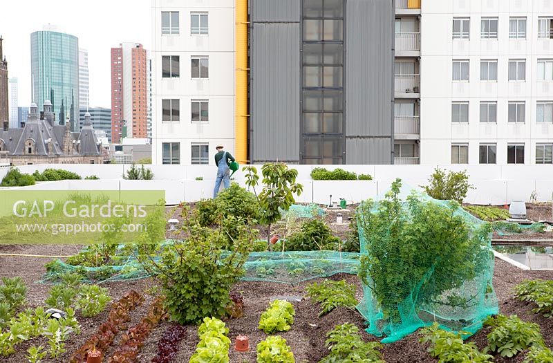 Overview with vegetables on the rooftop kitchen garden in the centre of Rotterdam, Holland.