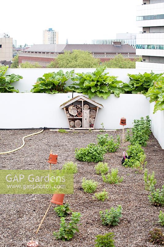 Rooftop kitchen garden in the centre of Rotterdam, Holland.