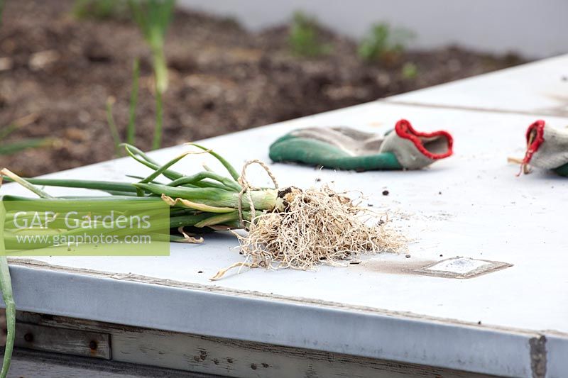 Freshly harvested onions at the rooftop kitchen garden in the centre of Rotterdam, Holland.