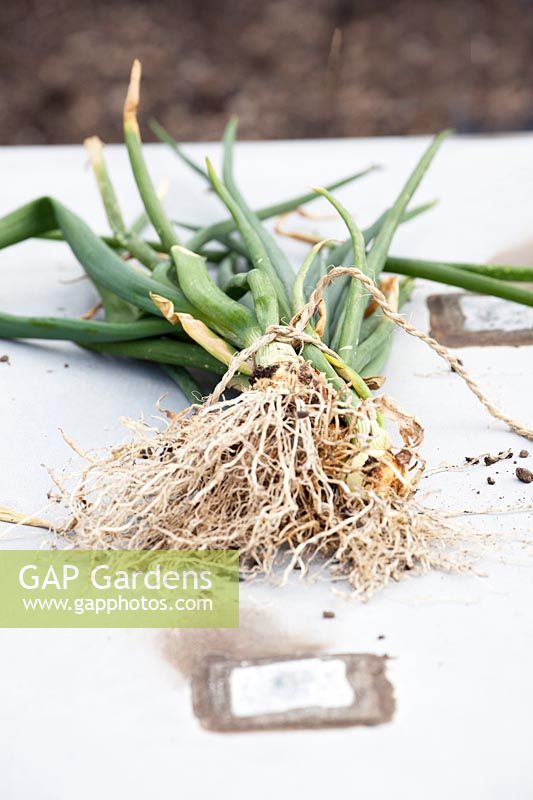 Freshly harvested onions at the rooftop kitchen garden in the centre of Rotterdam, Holland.