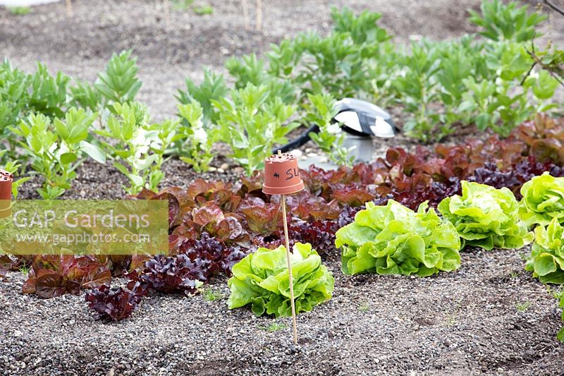 Lettuce at the rooftop kitchen garden in the centre of Rotterdam, Holland.