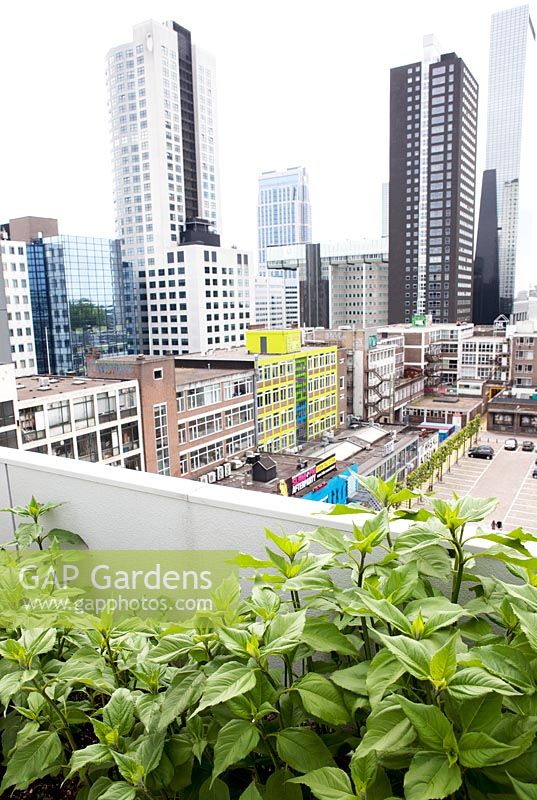 Rooftop kitchen garden in the centre of Rotterdam, Holland.