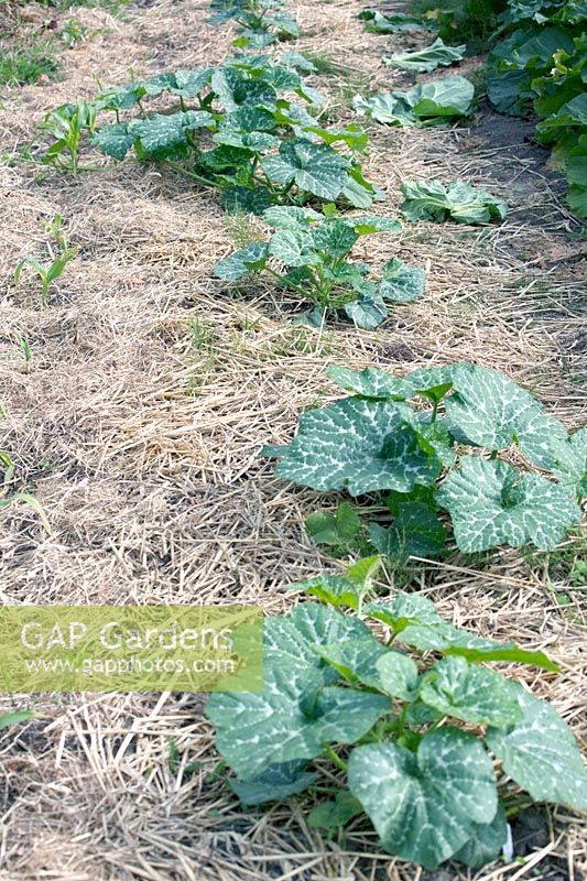 Fresh courgettes plants surrounded with straw.