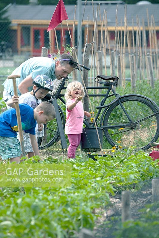 Children with dad harvesting potatoes.