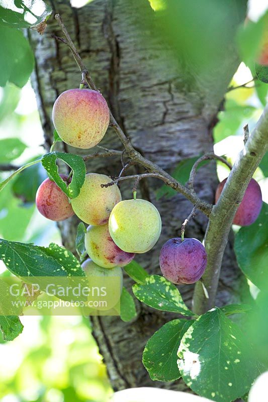 Prunus domestica - Plums hanging in the tree waiting to be picked.