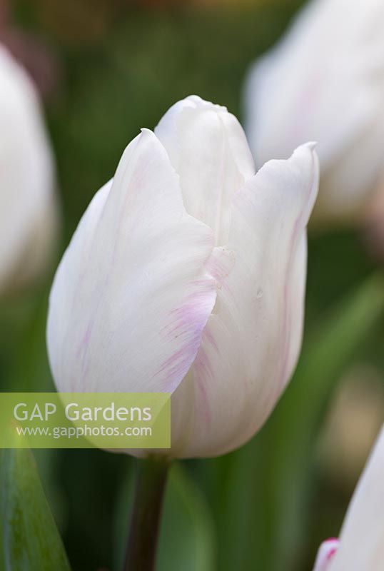 Tulipa 'White marvel'