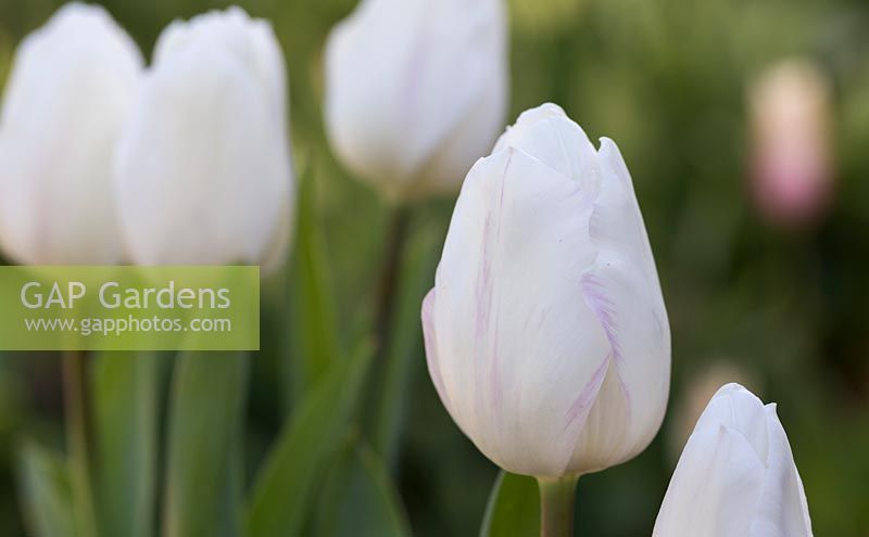 Tulipa 'White marvel'