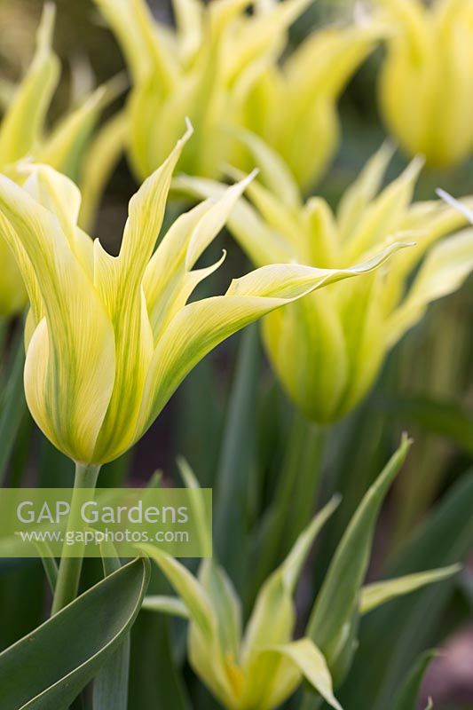 Tulipa 'Green Triumphator'