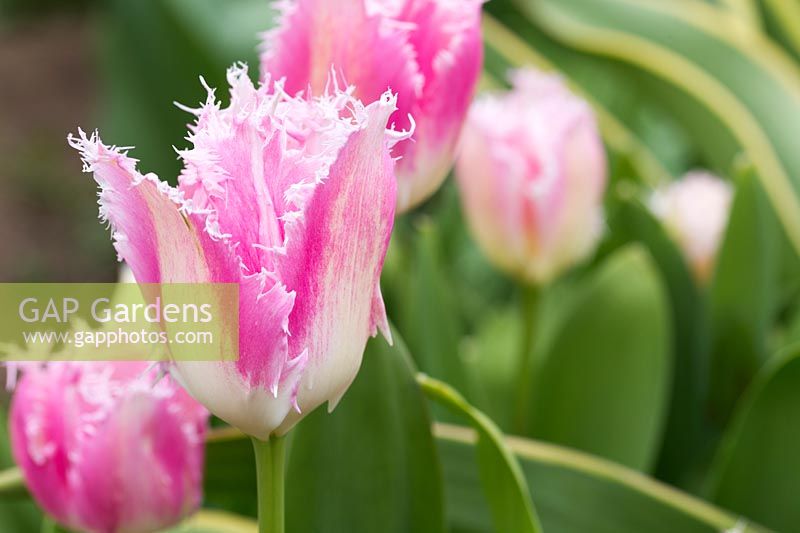 Tulip Huis Ten Bosch