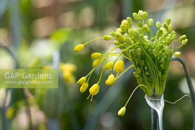 Allium flavum