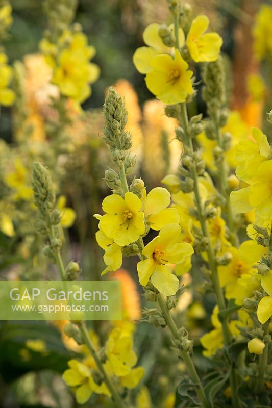 Verbascum olympicum