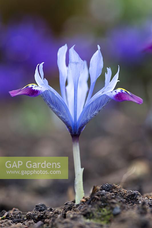 Iris histrioides 'Halkis'