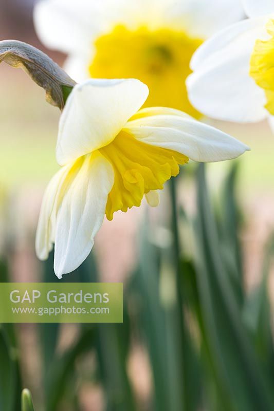 Narcissus 'Ice Follies'