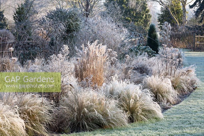 Foggy Bottom, The Bressingham Gardens, January.