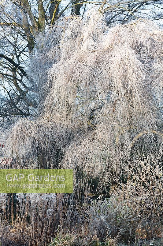 Betula pendula Youngii, Young's Weeping Birch. January