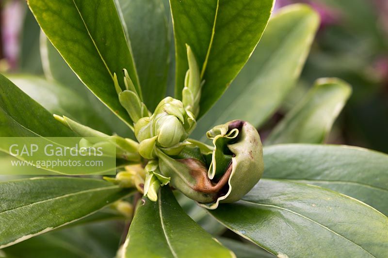 Leaf curl on Daphne odora 'Aureomarginata'