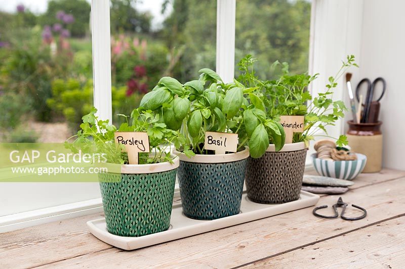 Home grown Parsley, Basil and Coriander on window ledge