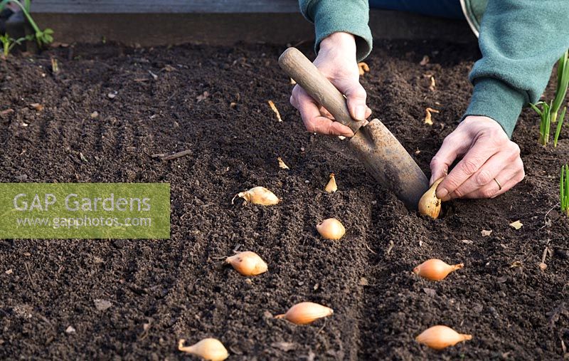 Planting Onion 'Centurion' along constructed line