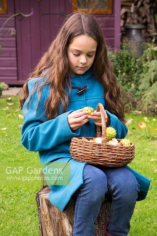 Young girl taking conkers out of shell