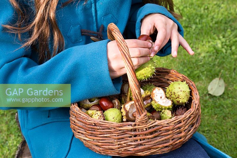 Young girl taking conkers out of shell