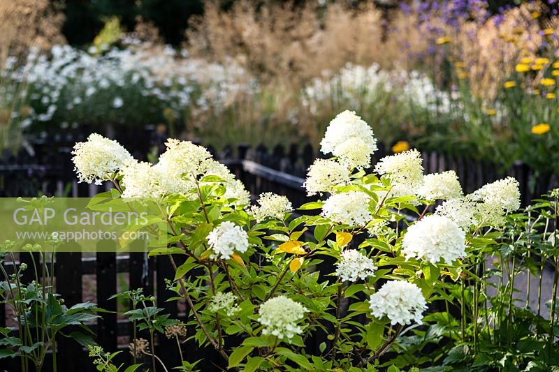 The Picket Beds. Hydrangea arborescens 'Annabelle'. Hill House, Glascoed, Monmouthshire, Wales. 