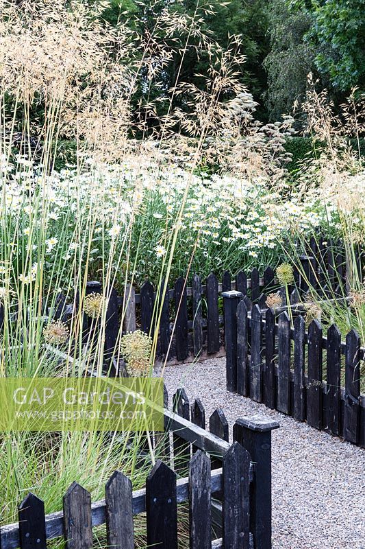 The Picket Beds. Stipa gigantea, Leucanthemum x superbum, Seed heads of allium. Hill House, Glascoed, Monmouthshire, Wales.