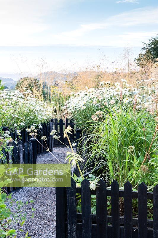The Picket Beds. Stipa gigantea, Leucanthemum x superbum, Hill House, Glascoed, Monmouthshire, Wales. 