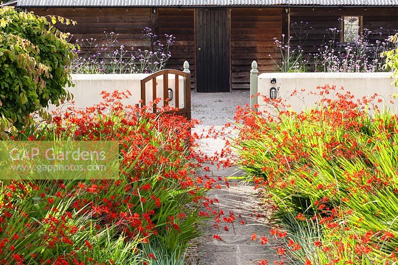 The Farmyard Garden. Crocosmia 'Lucifer', Leymus arenarius. Parrotia persica grown as standards. View to the Black Beds with Verbena bonariensis. Hill House, Glascoed, Monmouthshire, Wales. 
